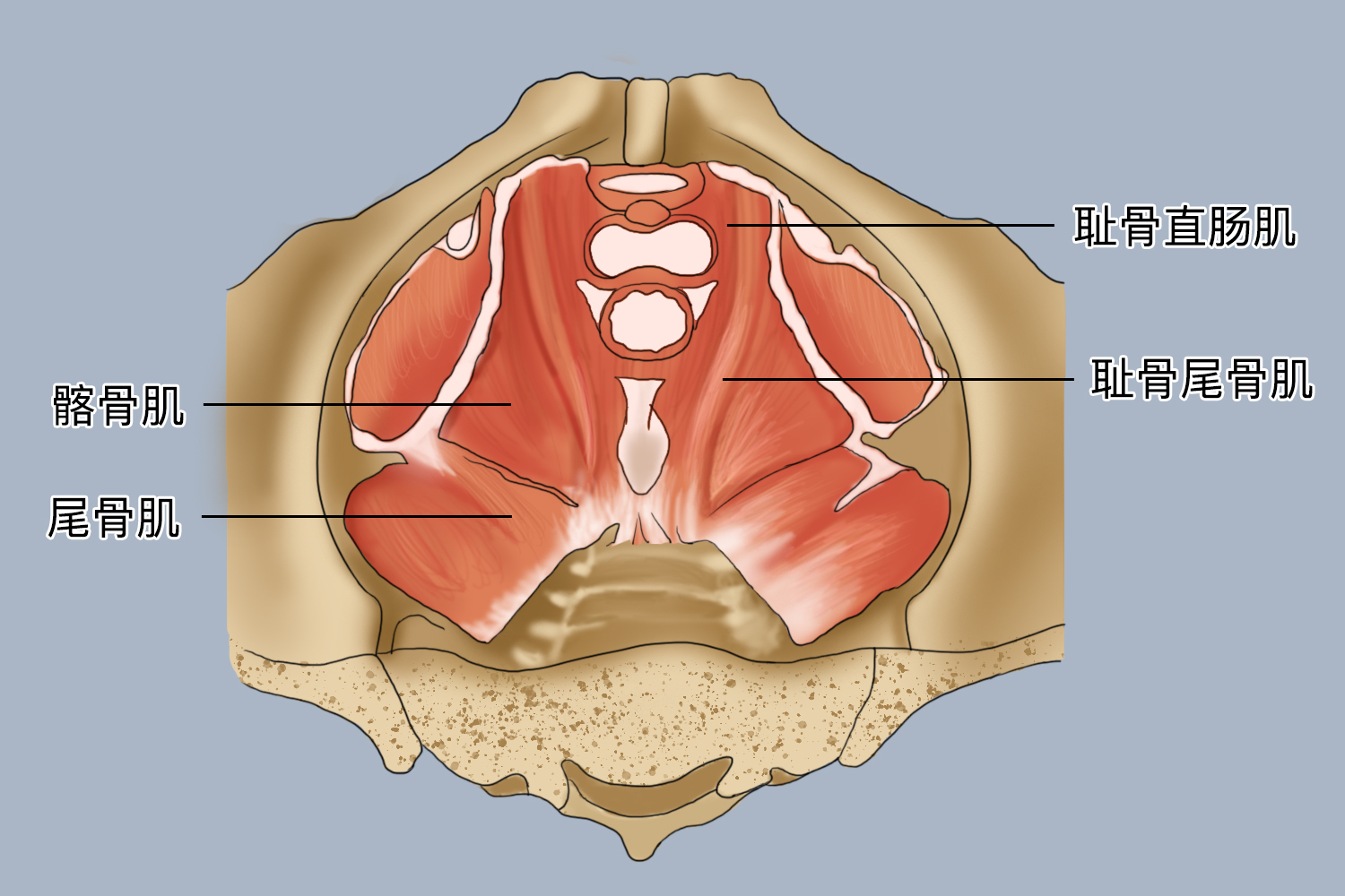 盆底肌图