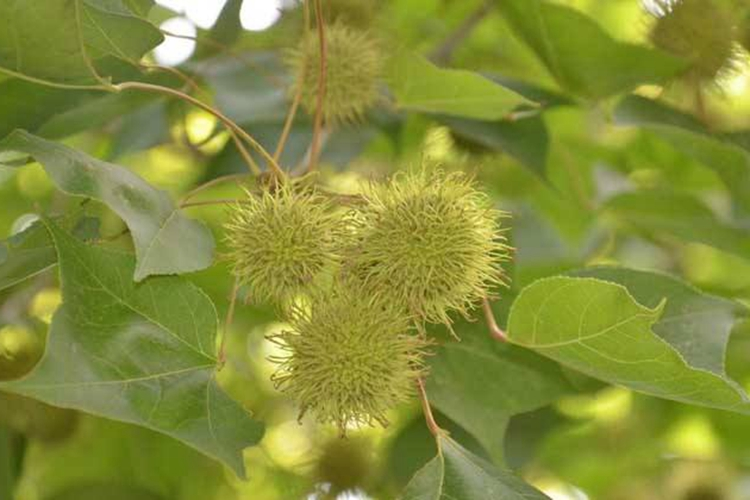 路路通植株图 路路通植株图