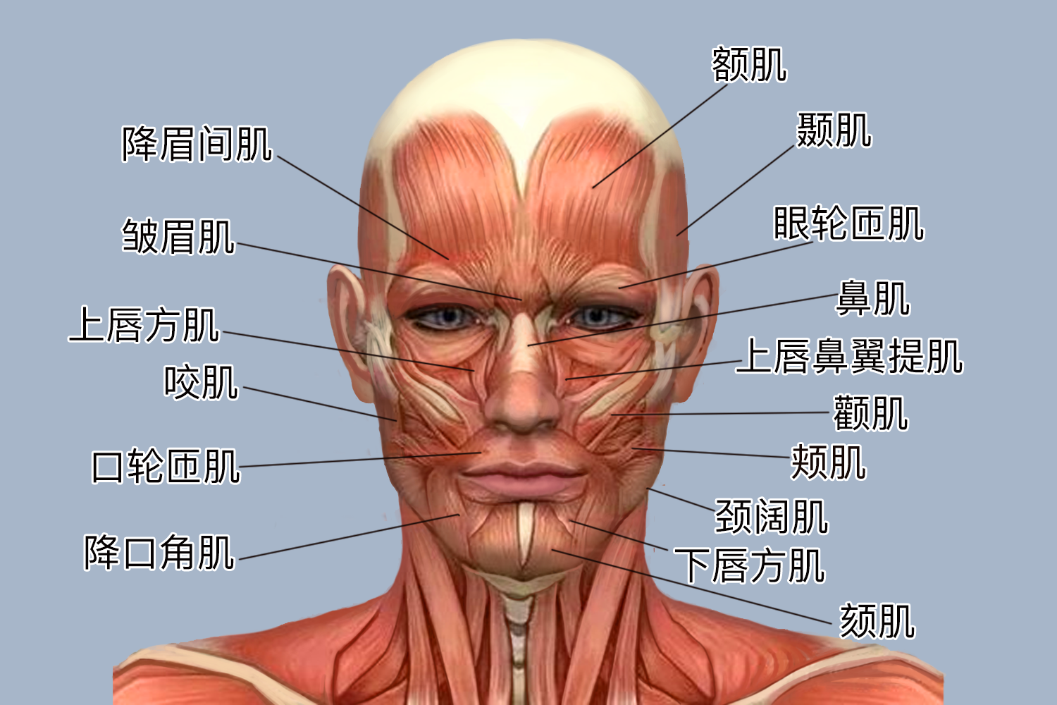 面部肌肉图