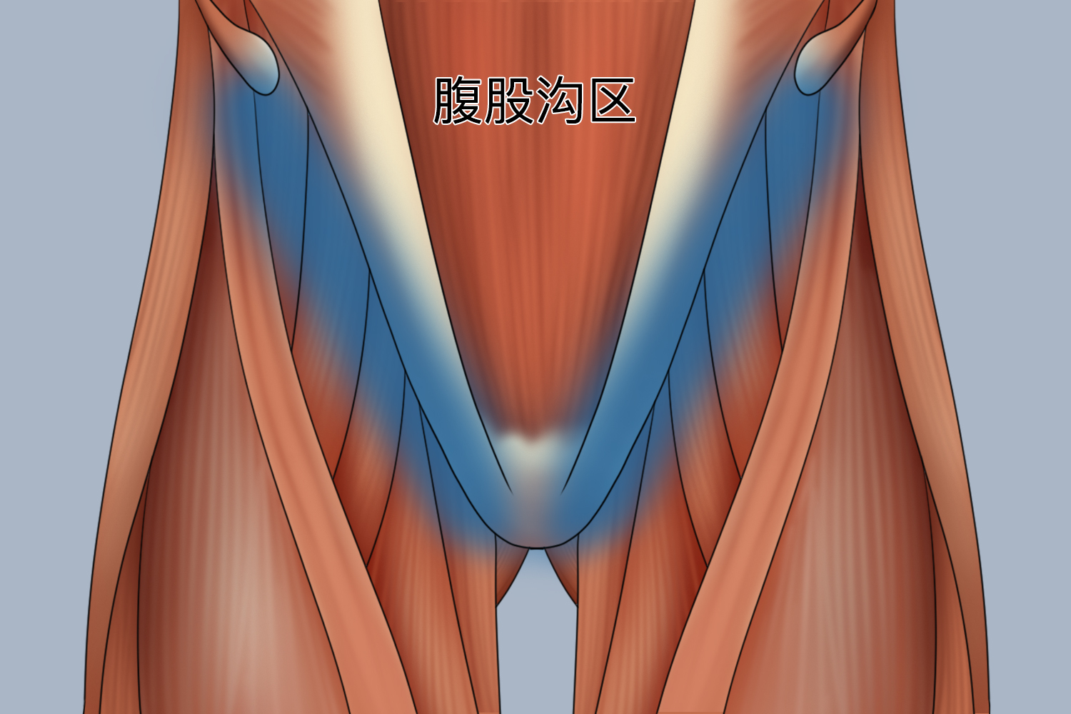 腹股沟在什么位置图图片
