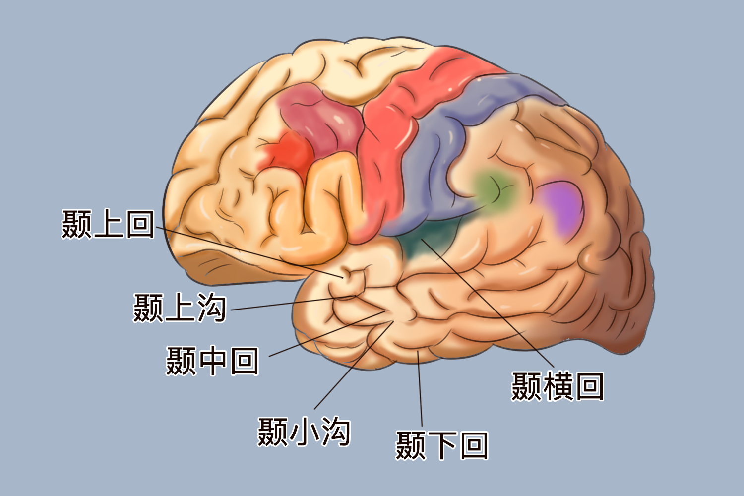 颞叶海马解剖图片图片