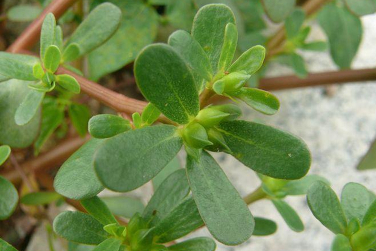 马齿苋植株图 马齿苋植株图