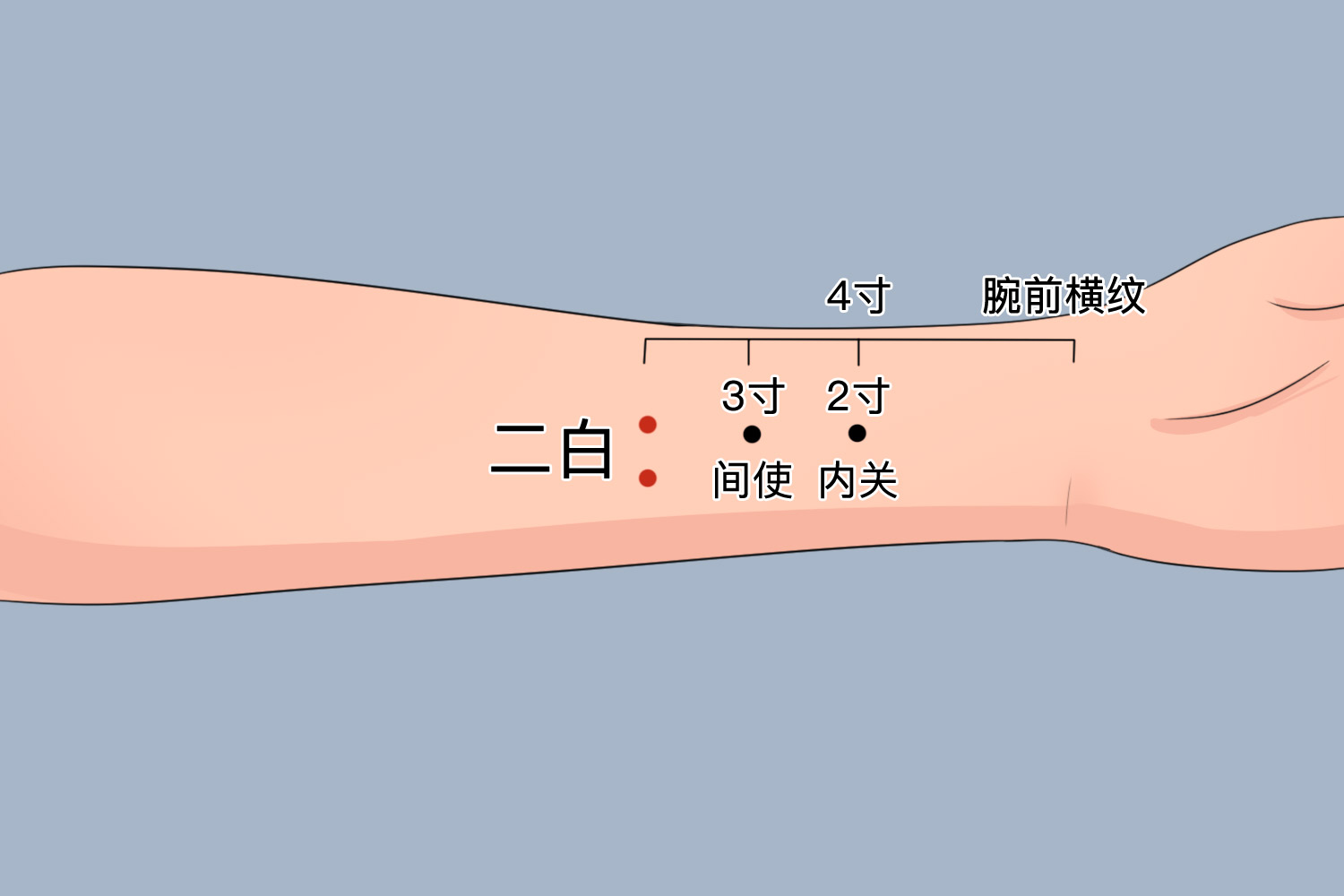 二白穴位置图 二白穴位置图