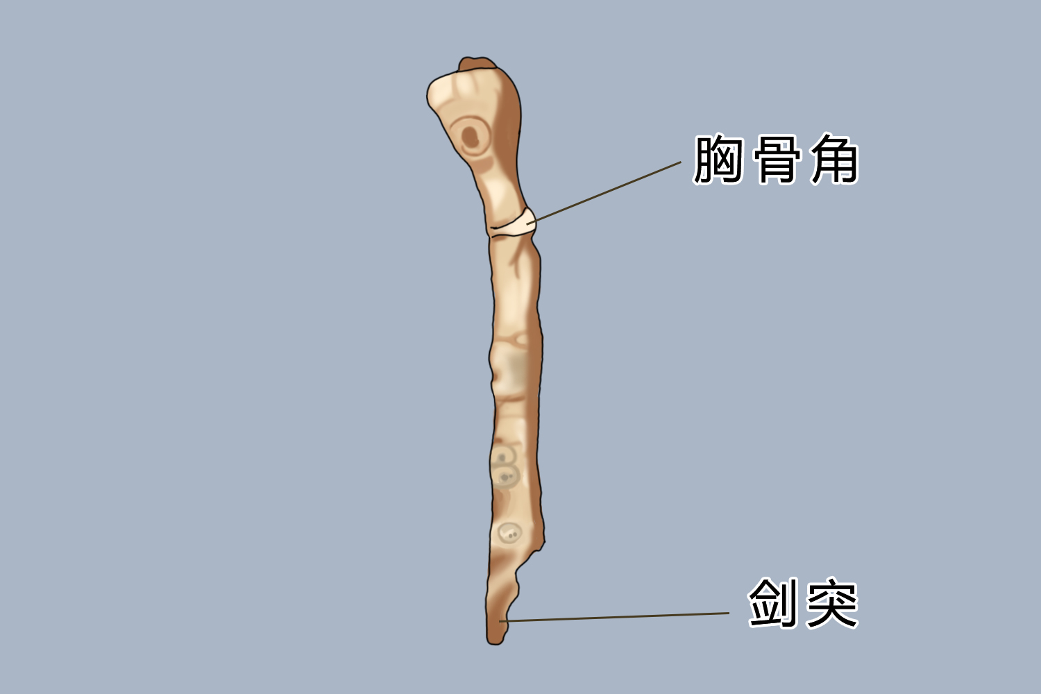 胸骨角解剖图图片