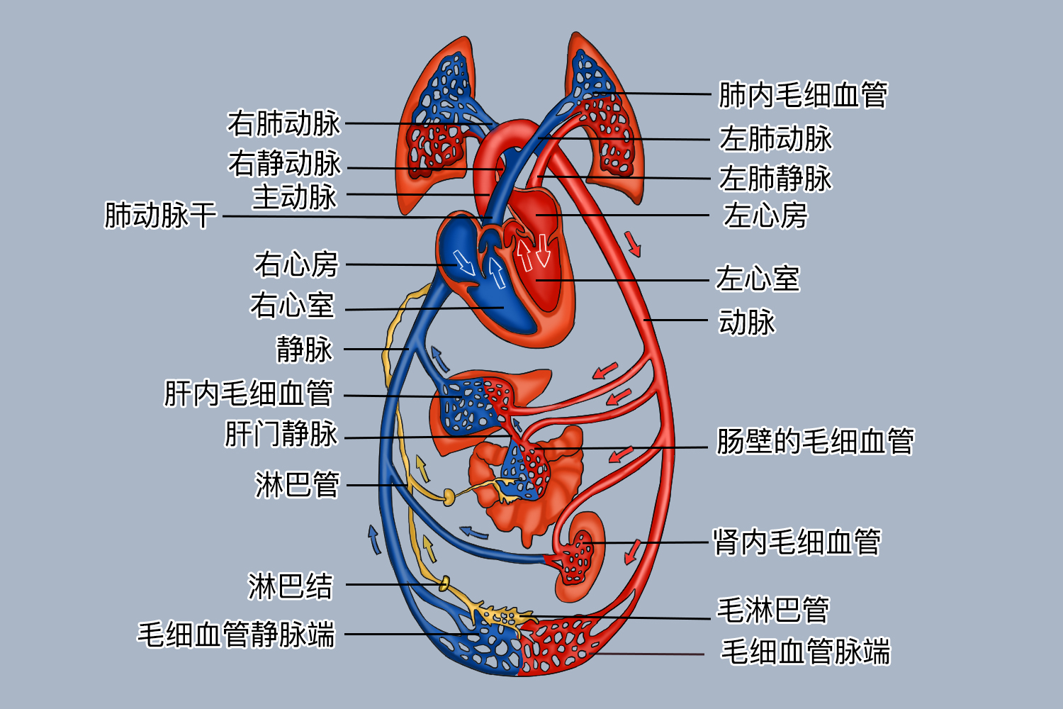 血液循环图作用血液沿着心血管系统循环不息