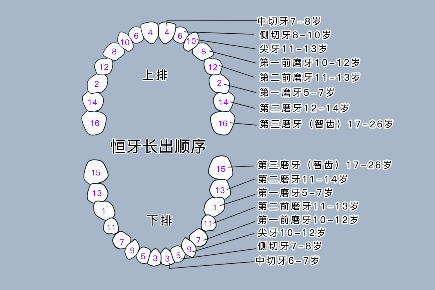 换牙顺序和年龄图图片