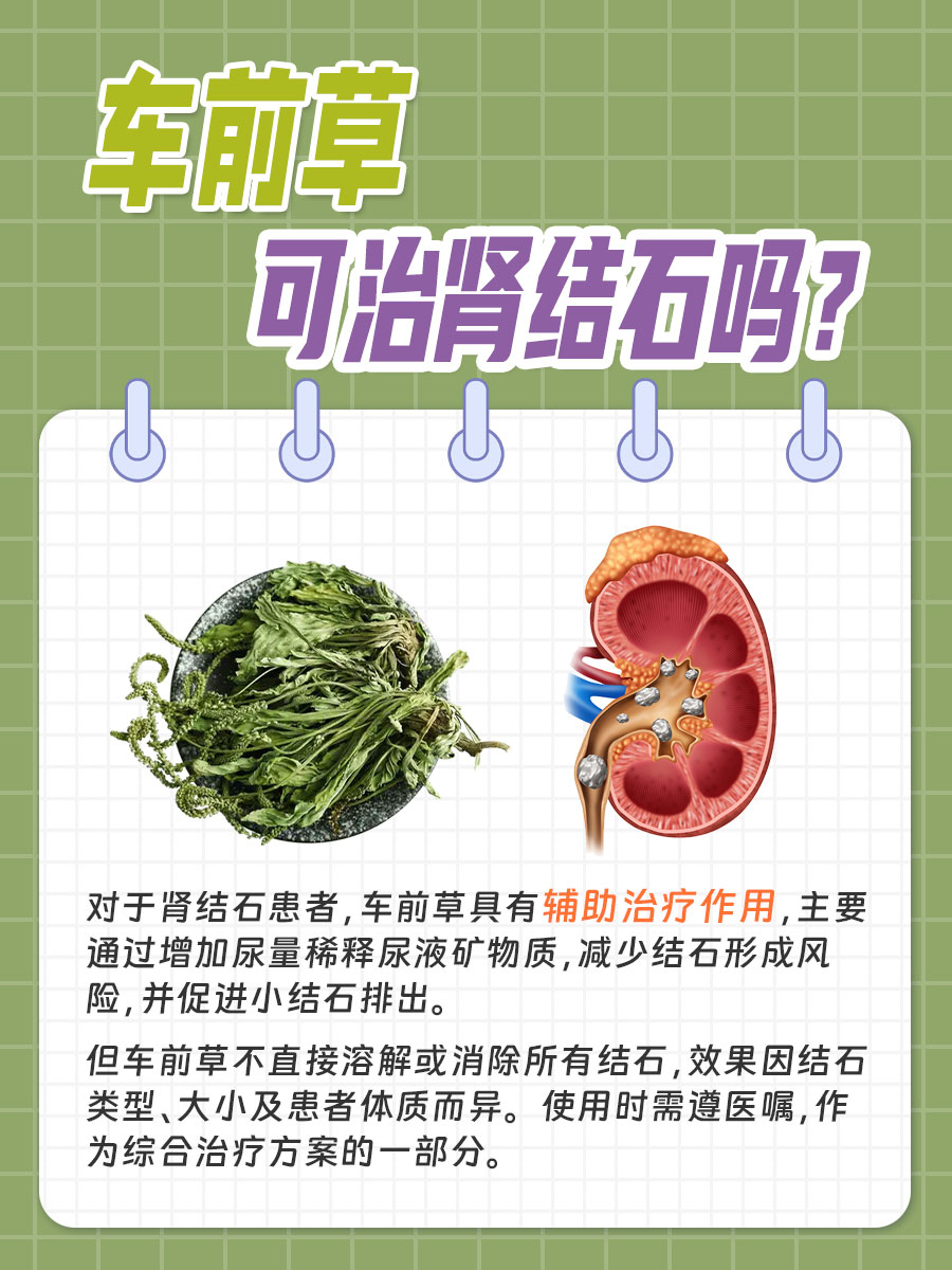 治疗肾结石，车前草是否有效？