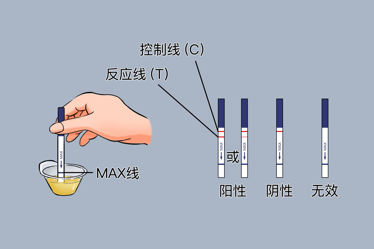 排卵试纸过程图图片