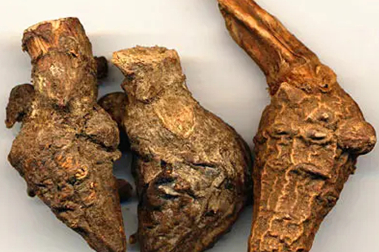 川乌药材图 川乌药材图