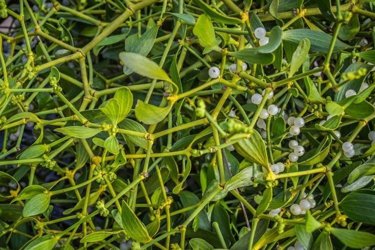 槲寄生植株图 槲寄生植株图