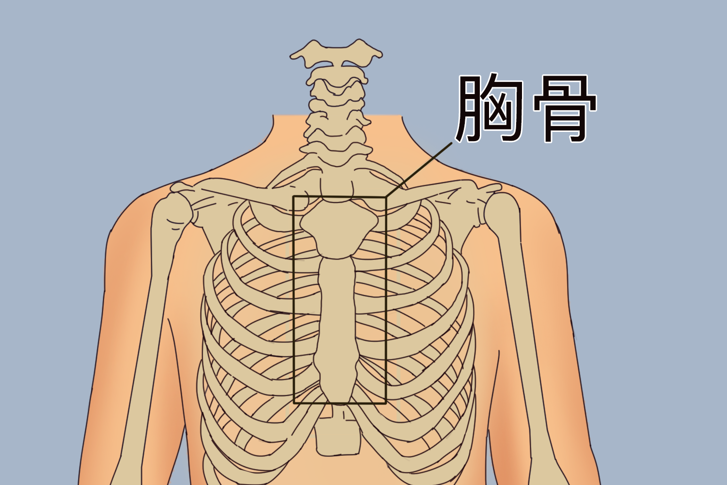 胸骨位置图片