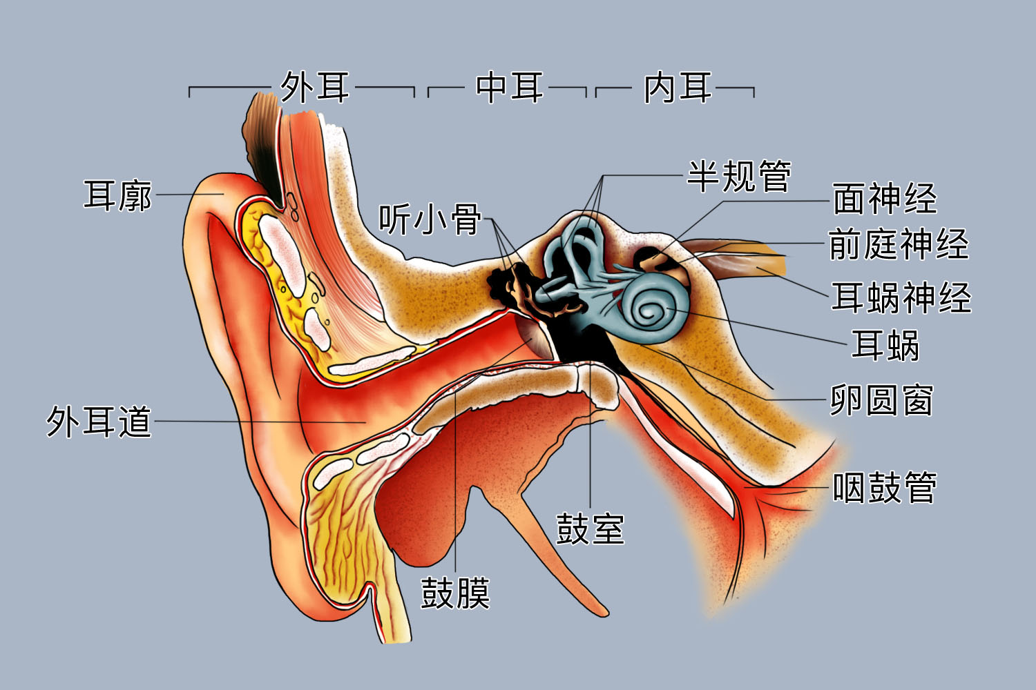 内耳构造示意图图片