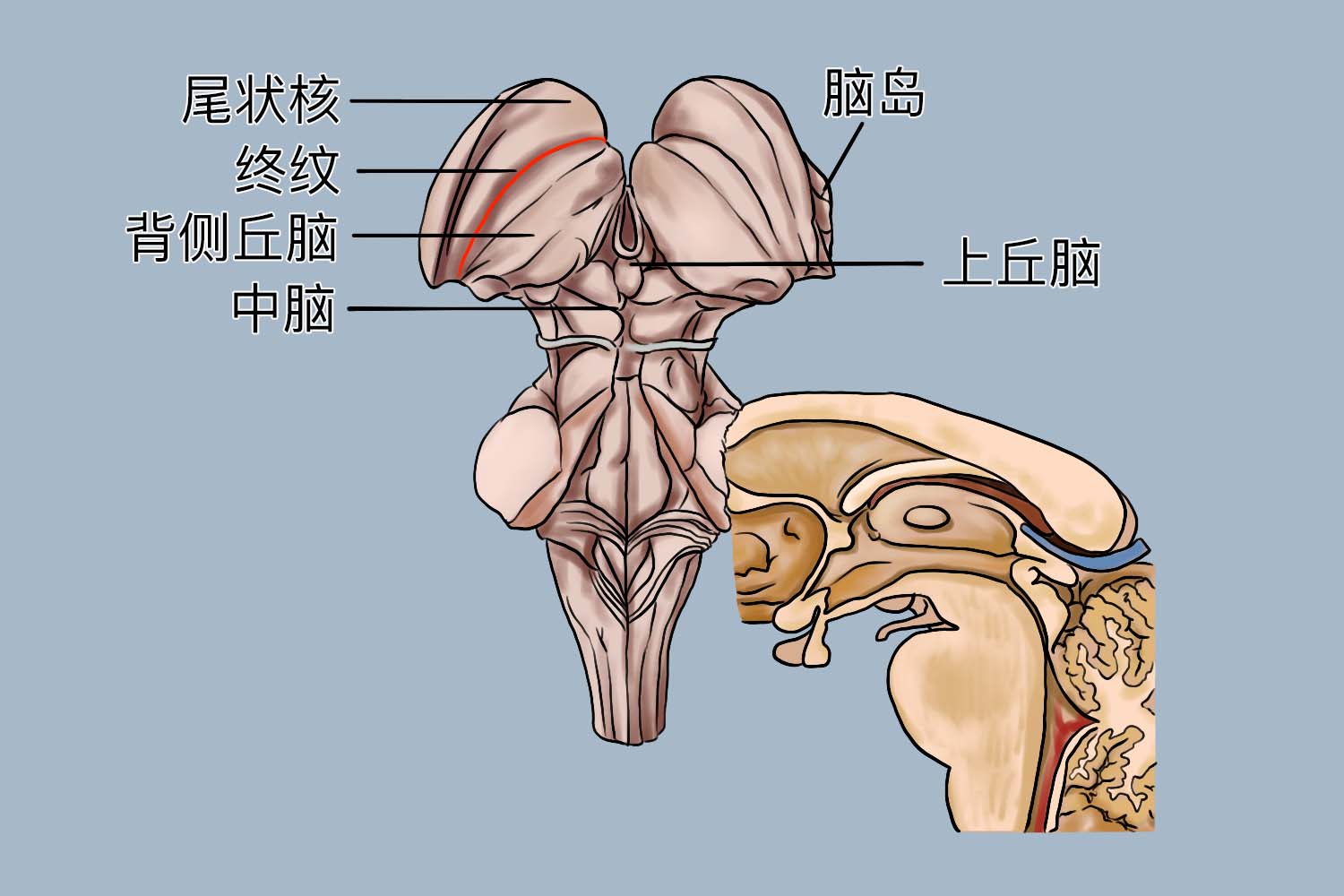 背侧丘脑结构图