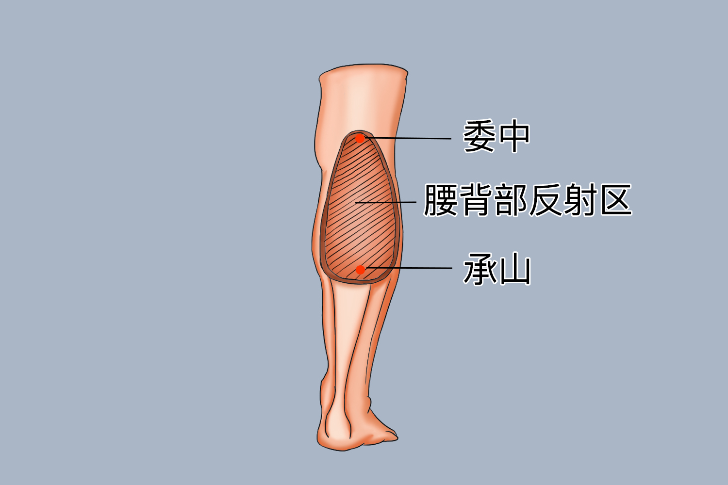 小腿肚子对应的器官图 小腿肚子对应的器官图