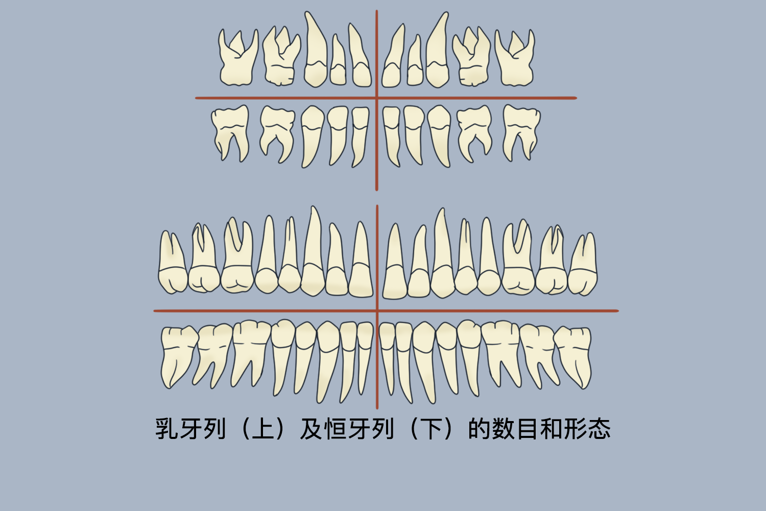 牙齿根管分布图解图片