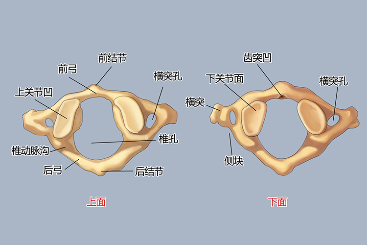 寰椎结构图