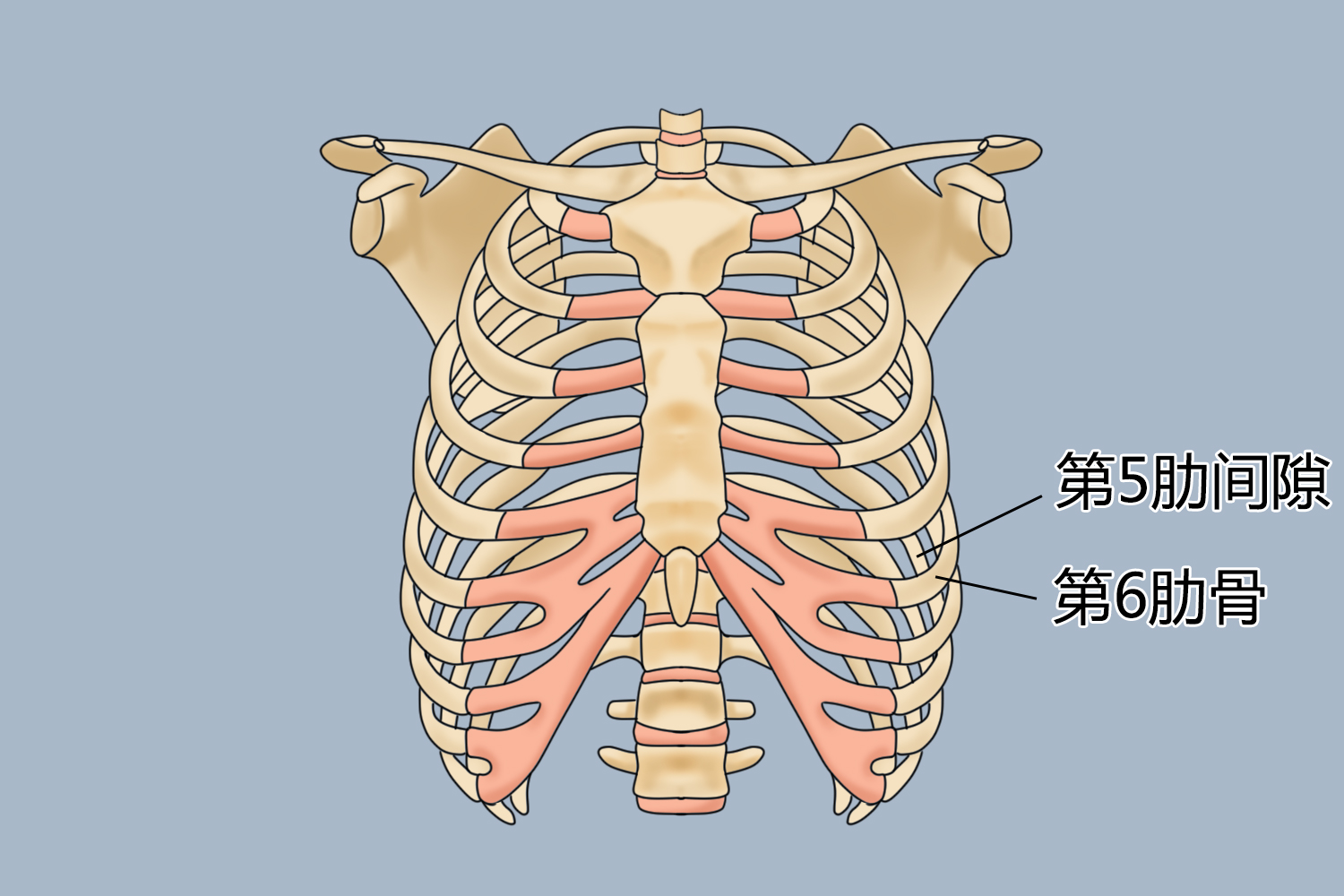 左侧第6肋骨位置图片