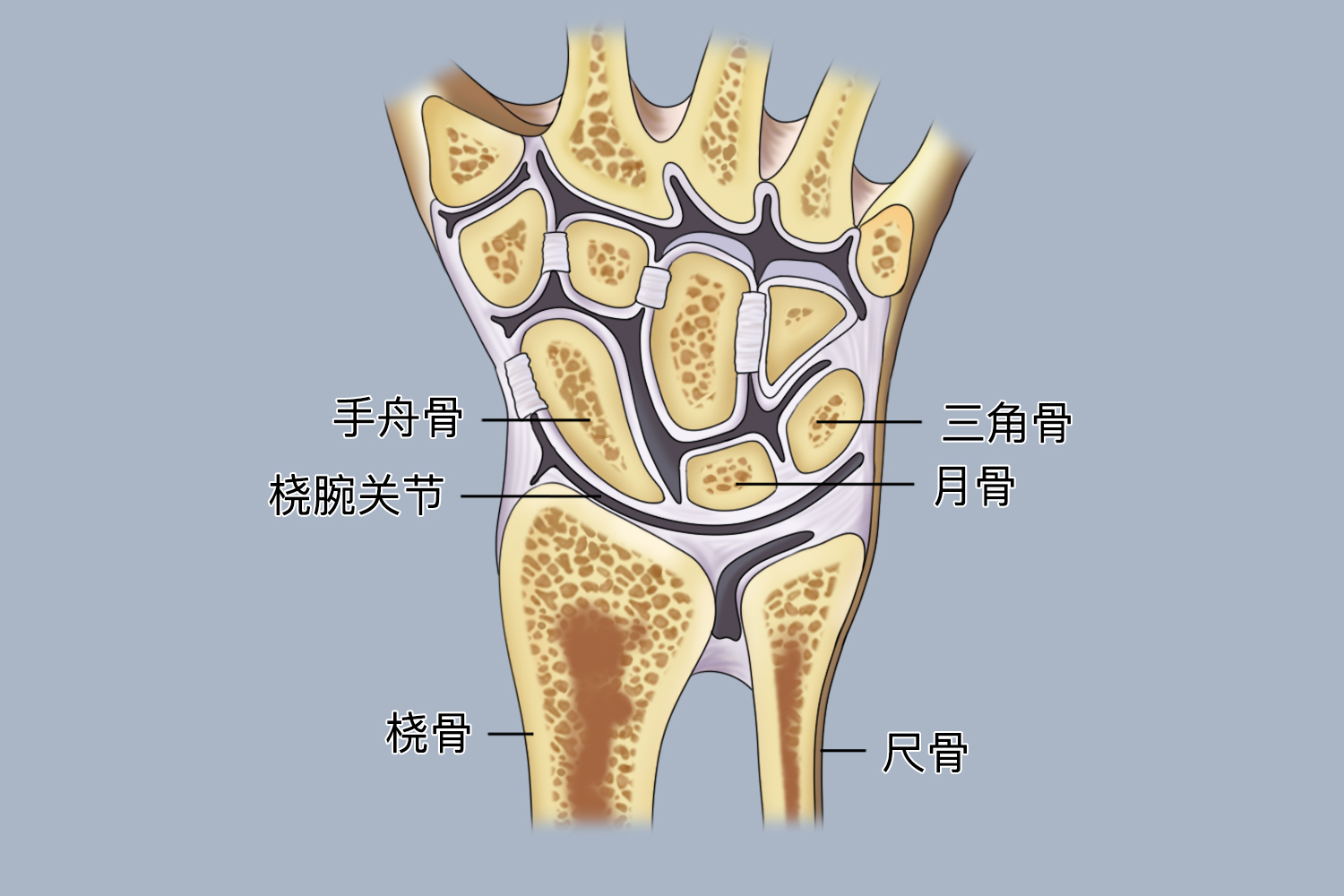 腕关节图 腕关节图