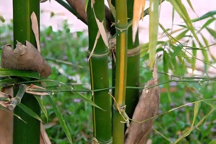 中药竹茹图片