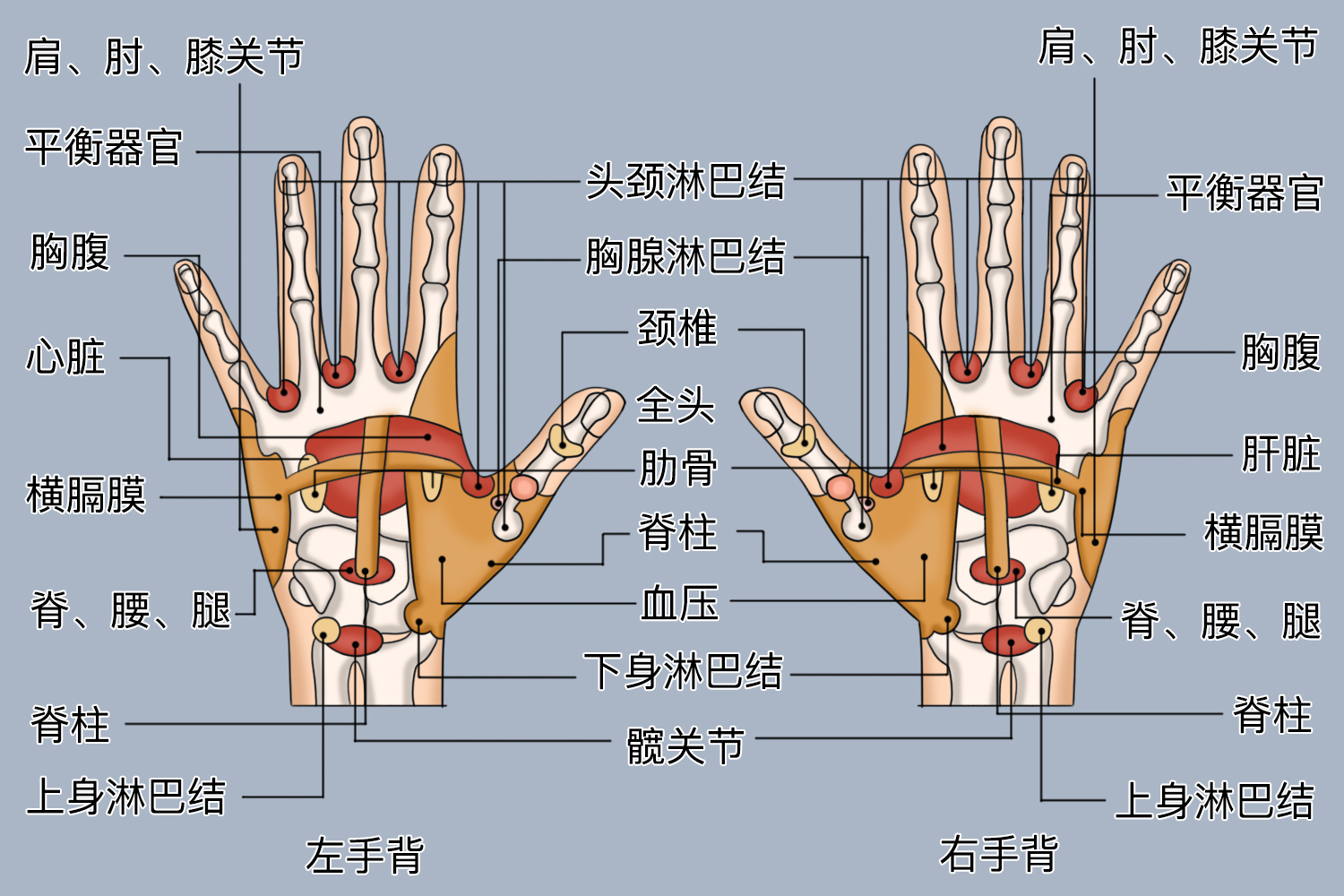 手背部反射区位置图