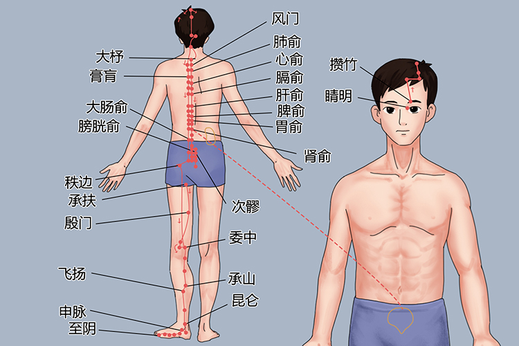 足太阳膀胱经经络图
