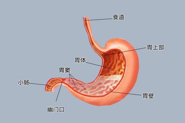 胃窦位于胃的最低部,上与胃体相连,下与幽门和十二指肠相连,是胃体