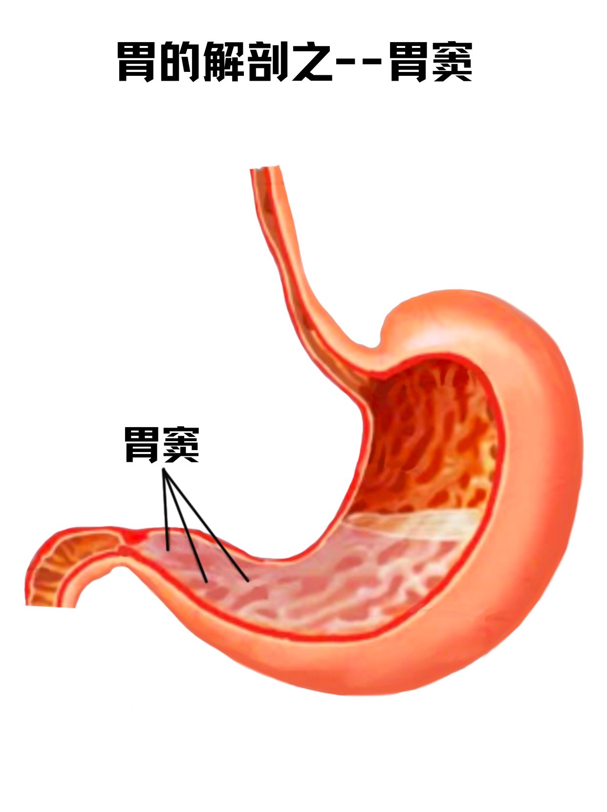 胃的解剖之一胃窦