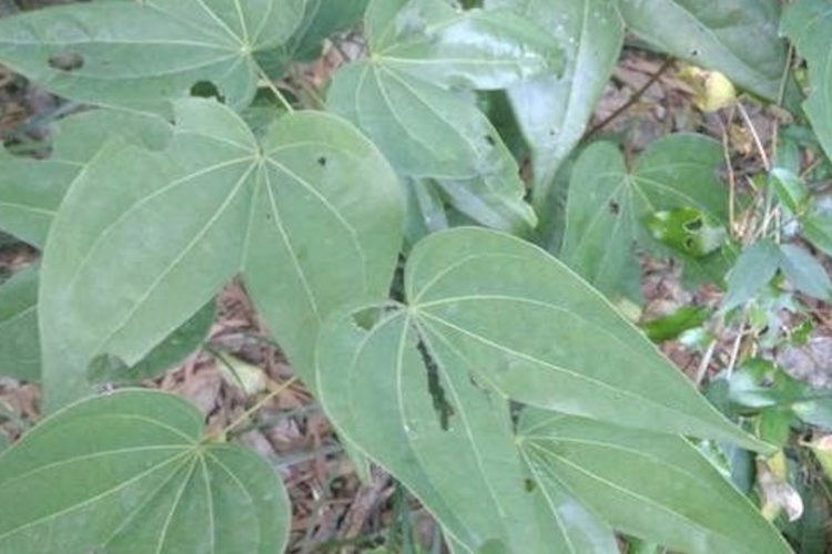 龙须藤植株图