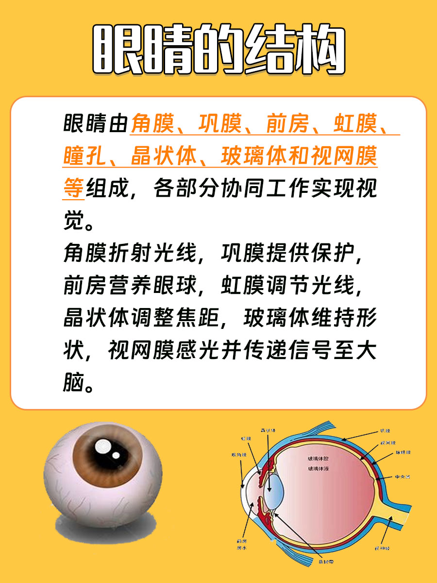 眼睛的结构图