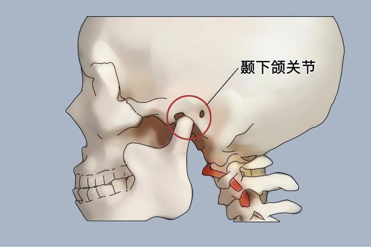 颞下颌关节位置图 颞下颌关节位置图