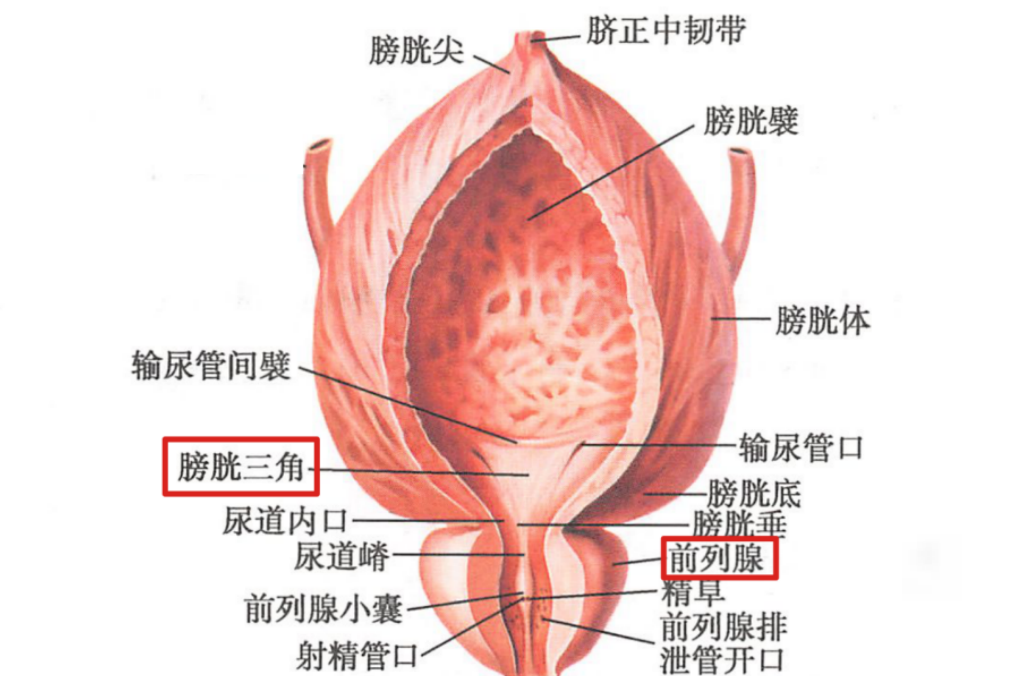 膀胱三角、前列腺位置图 膀胱三角、前列腺位置图