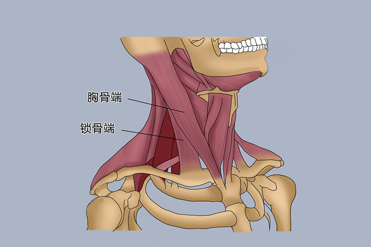 胸锁乳突肌结构图