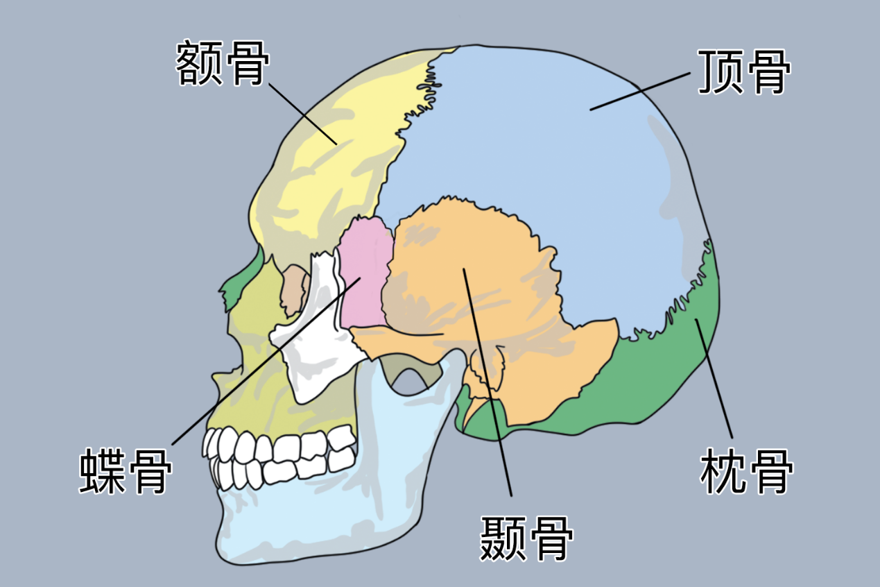  颅顶骨解剖图