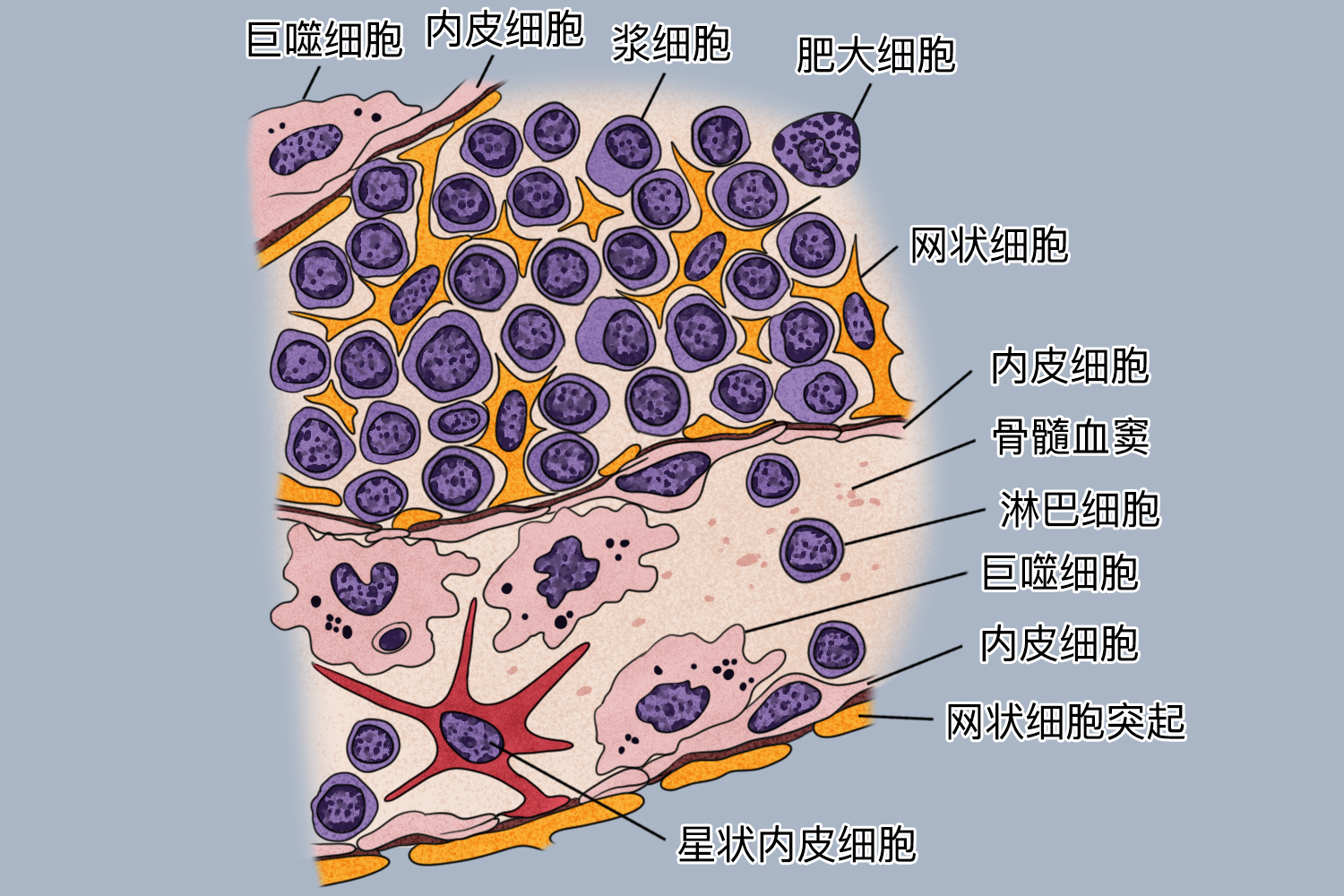 骨髓血窦图 骨髓血窦图