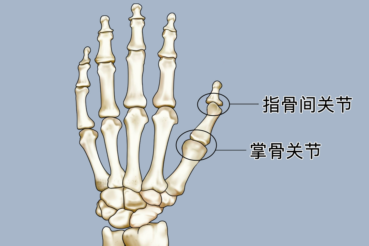 大拇指关节结构图