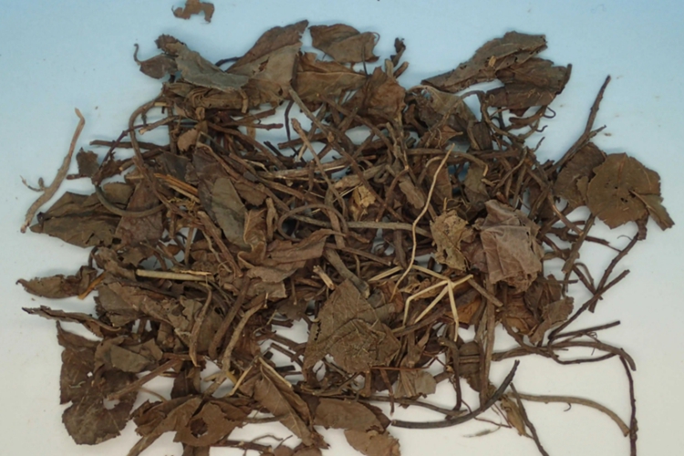 叶下红草药图片