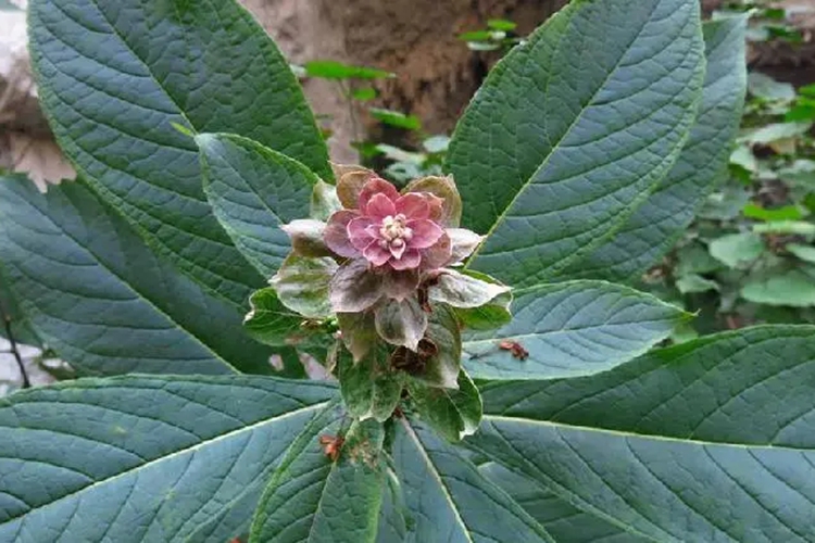 三对节植株图