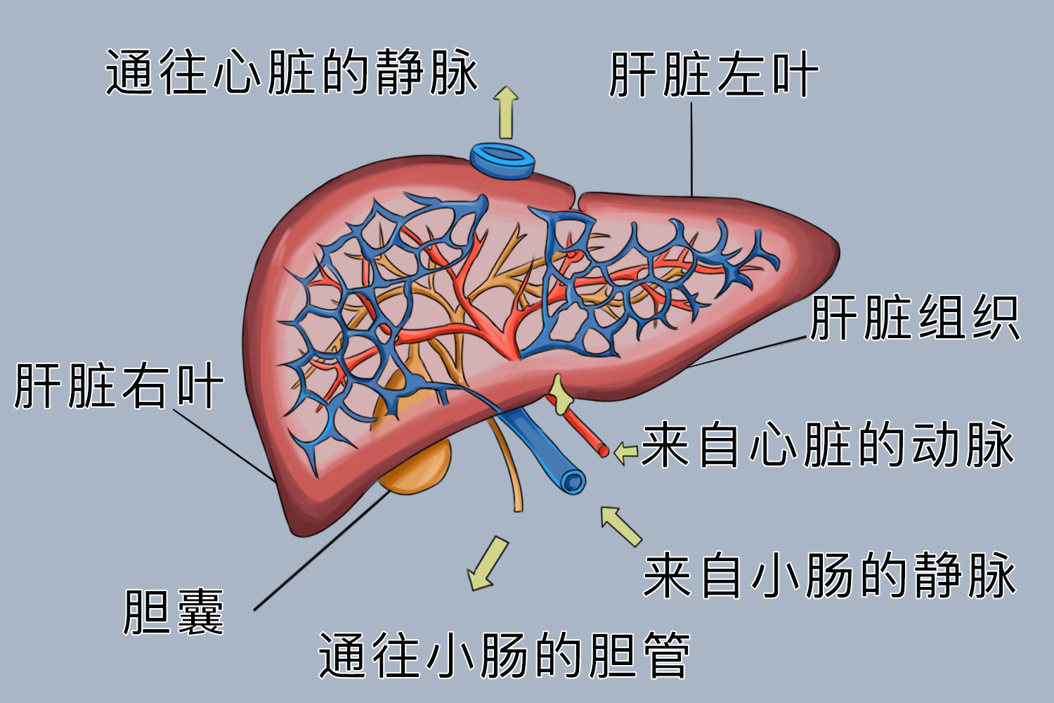 肝脏血供示意图