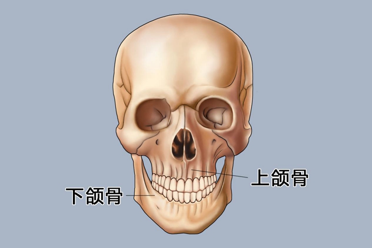 上颌骨位置图