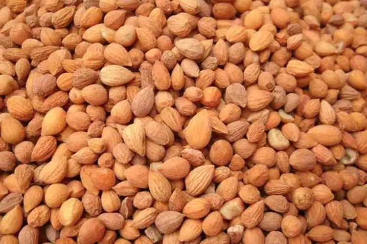 欧李仁药材图 欧李仁药材图