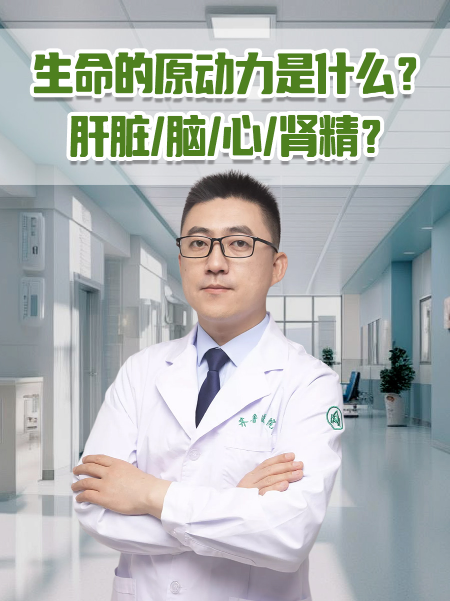 生命的原动力是什么？肝脏/脑/心/肾精？