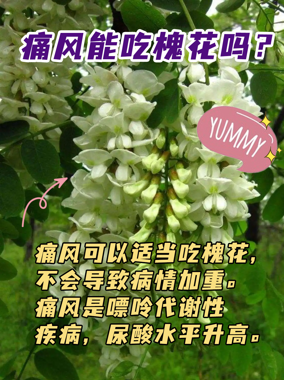 痛风能吃槐花吗？答案来了