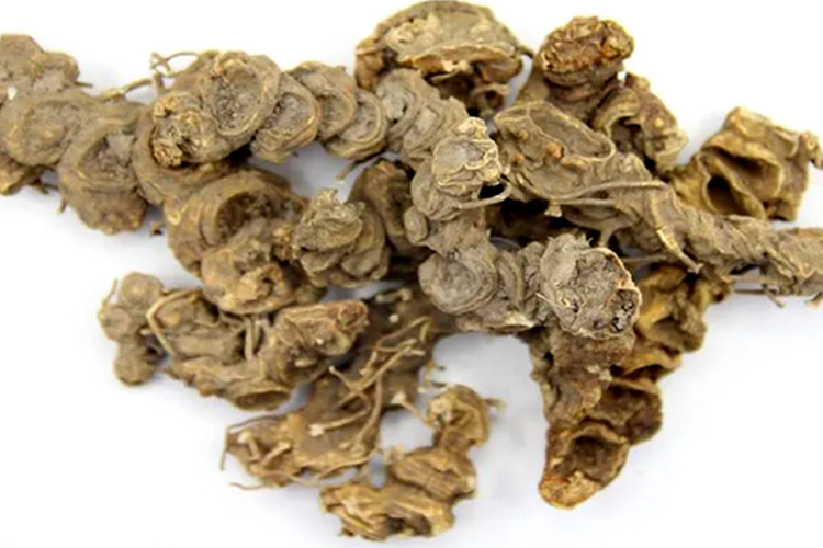 八角莲药材外观图