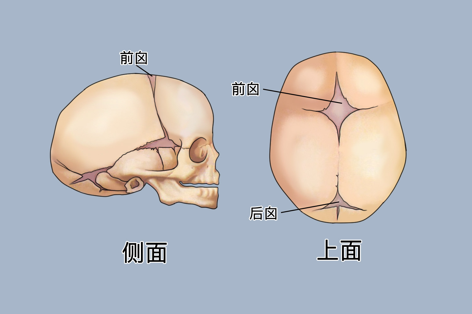 胎头颅骨示意图