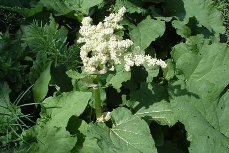 药用大黄植株图