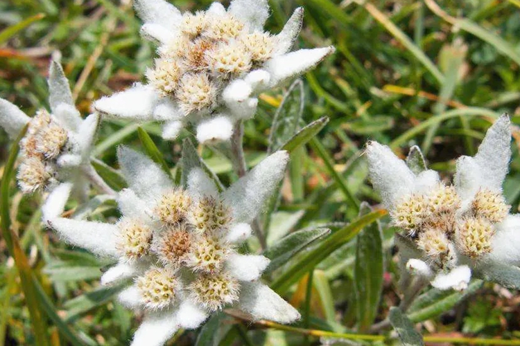 老头草药植株图