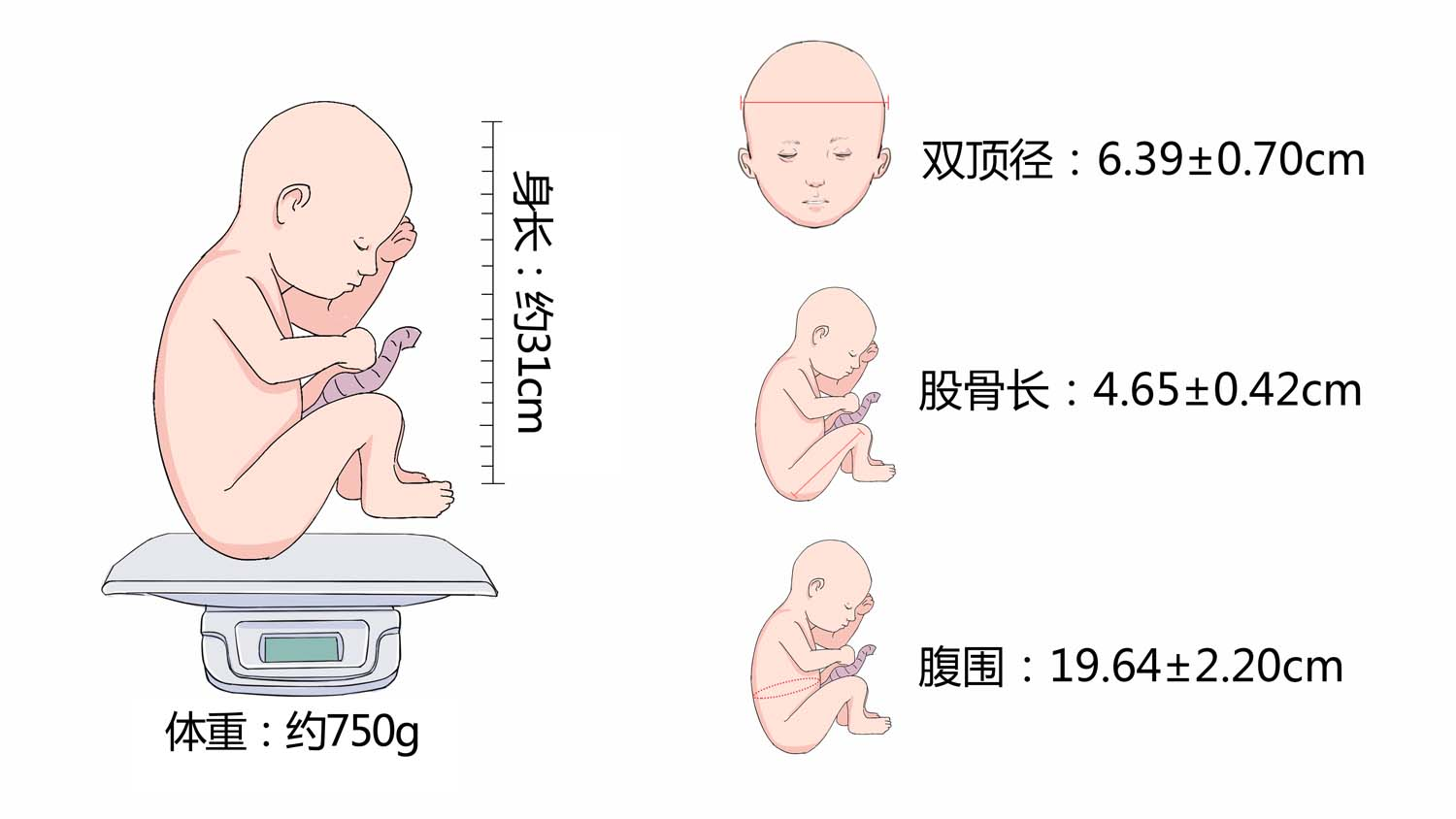 怀孕25周胎儿大小和发育标准 有来医生 2980