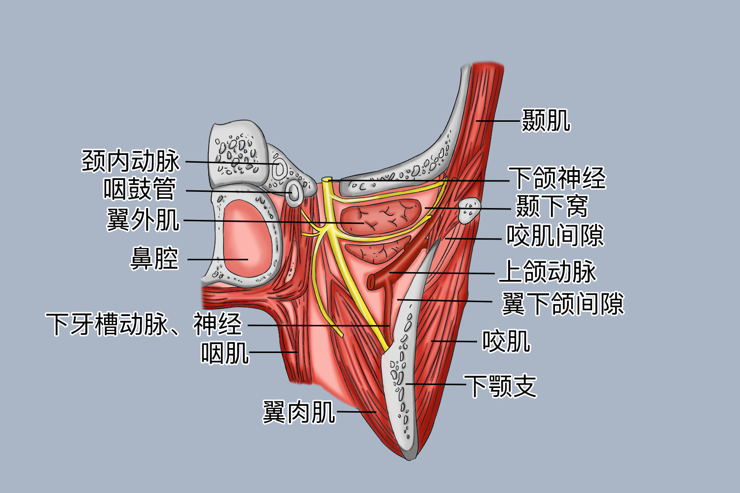 咬肌间隙、翼下颌间隙位置图