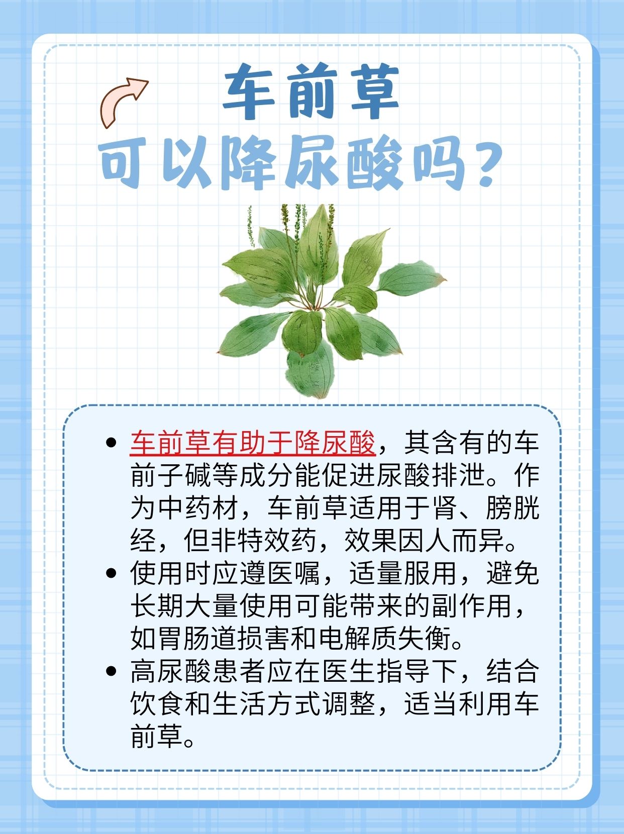 车前草有助于降尿酸？这是真的吗？