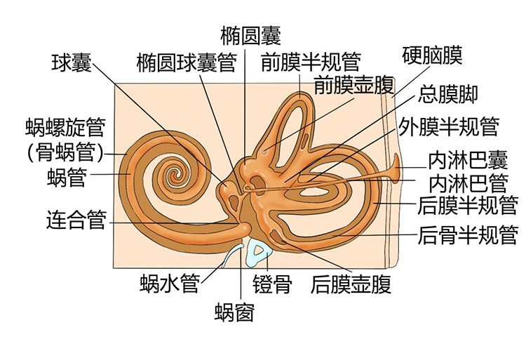 膜半规管解剖立体图